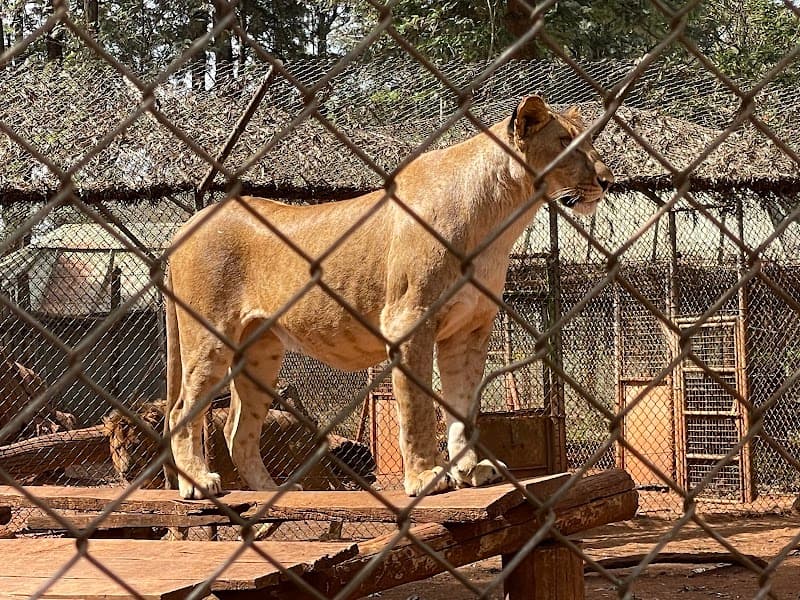 Nairobi Animal Orphanage