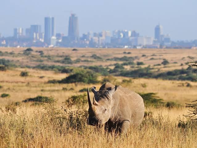 Nairobi National Park